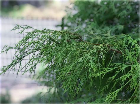 大型庭園樹|庭木におすすめの常緑樹38種！低木、中木、高木、花。